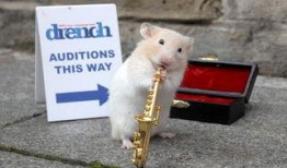 仓鼠迷仔蛋仔爆料视频,揭秘仓鼠界的神秘世界